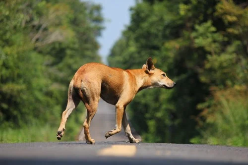 Cão perdido